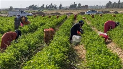 يستهدف 30 قرية.. تفاصيل مشروع «سيل» المخصص لصغار المزارعين (فيديو)