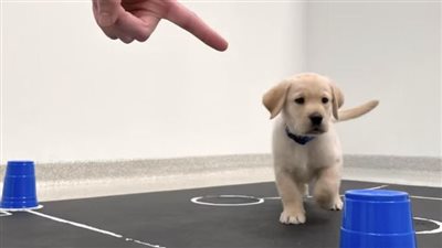 دراسة جديدة تكشف الطريقة المثلى للتعامل مع الكلاب