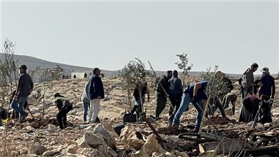 مستعمرون يزرعون أشجارًا في أراضي مسافر يطا تمهيدًا للاستيلاء عليها 
