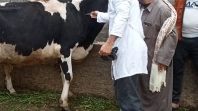 تحصين 91 ألف رأس ماشية ضد مرض الجلد العقدي بالدقهلية