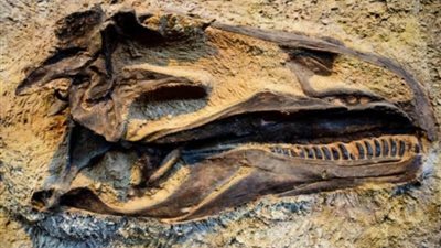 الجمارك تعثر على أسنان ديناصورات مهربة في شاحنة (تفاصيل)