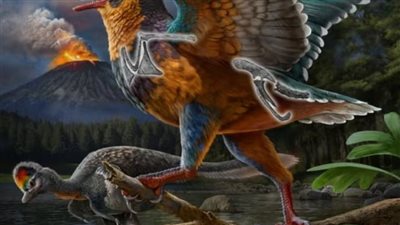 العثور على حفرية أقدم طائر في التاريخ بالصين