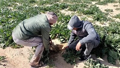 الزراعة  تواصل جهود مكثفة لتنمية القطاع الزراعي في محافظة الوادي الجديد