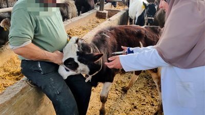 تحصين 114 ألف رأس أبقار وأغنام ضد مرض الجلد العقدي بالدقهلية