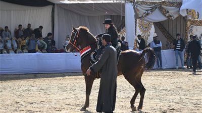  بمشاركة 5 دول عربية إفتتاح مهرجان الخيول العربية الثامن عشر بالبحيرة