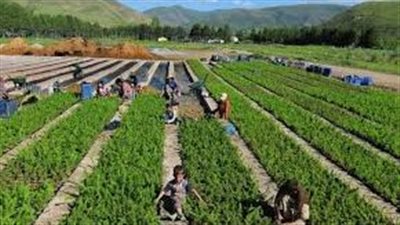 تطوير التعاونيات الزراعية.. نحو تمكين الفلاح وتعزيز الأمن الغذائي