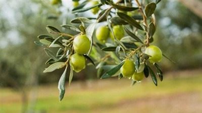 الزيتون.. من زراعة الأشجار القديمة إلى إنتاج الزيت ذو الجودة العالية