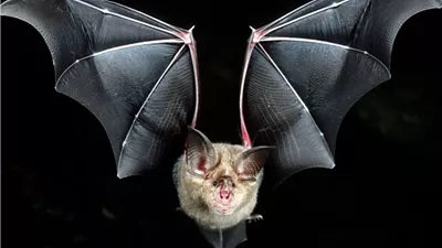 مصدره الخفافيش.. فيروس تاجي جديد يثير رعب سكان الصين (تفاصيل)