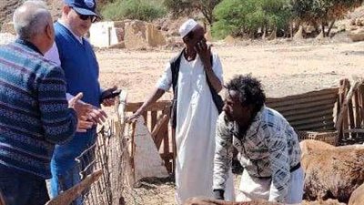 تنظيم قافلة بيطرية لتحسين صحة الثروة الحيوانية بمدينة شلاتين