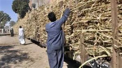 عود قصب يتسبب في بتر ساق طالب بسوهاج| تفاصيل