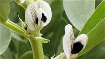 التقلبات الجوية و