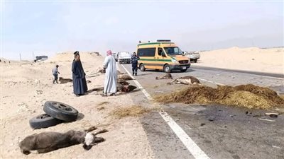 انقلاب سيارة نصف نقل ونفوق الماشية على متنها بطريق قنا الصحراوي 