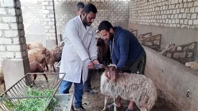 تحصين 122 ألف رأس للوقاية من مرض جدرى الأغنام بالشرقية 