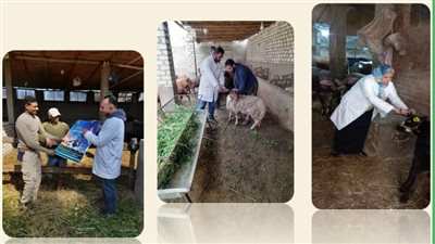 بيطرى الشرقية يٌحصن 277 ألف رأس ماشية ضد الجلد العقدى وجدرى الأغنام