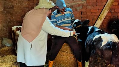 تحصين 133 ألف رأس أبقار وأغنام ضد مرض الجلد العقدي بالدقهلية