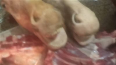 التحفظ على لحوم خيول مذبوحة بحى مقبل في بنى سويف