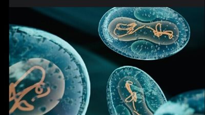 أوغندا تسجل ثاني حالة وفاة بفيروس الإيبولا