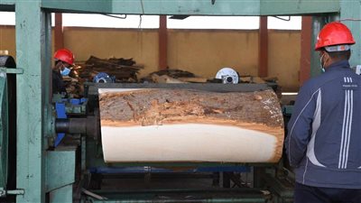 70 % حجم التصدير إلي الخارج من مصنع الأخشاب جنوب قنا 