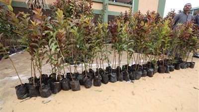 إطلاق مبادرة لزراعة الأشجار المثمرة بالرياض