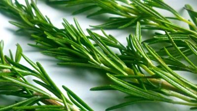 علماء يحددون فائدة مهمة لإكليل الجبل