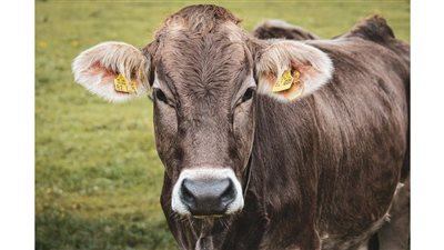 أوروبا تواجه خطر تفشي الحمى القلاعية مجددا (تفاصيل)