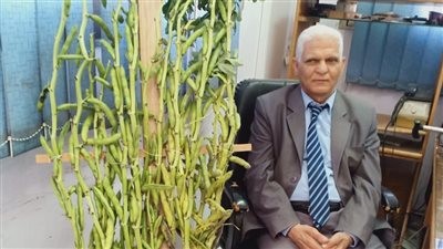 حكاية “ الفول المارد”بالقليوبية.. استاذ جامعى يسنبط سلالة جديدة بطول ثلاثة أمتار 