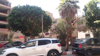 الإنتقام من الأكسيا نودوز النادرة وتقليم الأشجار عشوائى بقـــنا