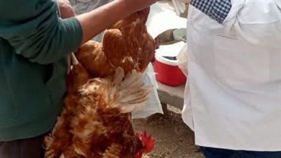 تحصين 84 ألف طائر ضد مرض أنفلونزا الطيور والأمراض الوبائية بالشرقية 