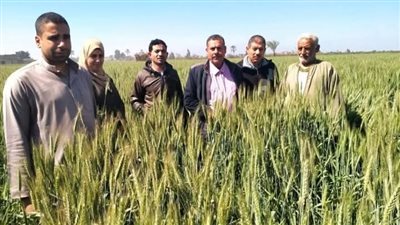 ندوات حقلية للنهوض بمحصول القمح بالشرقية 