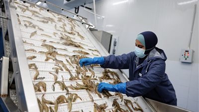 بدء التشغيل التجريبي لمصنع تعبئة الأسماك بقناة السويس 