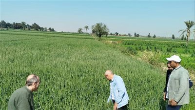 مزارعو أبيس يكشفون مرضا خطيرا يتسبب فى كارثة بالمحاصيل الزراعية في الإسكندرية 