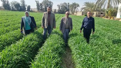 الزراعة تدعم مزارعي النوبارية بالإرشادات الفنية و60 حقلًا إرشاديًا لمحصول القمح
