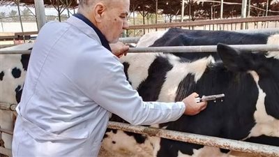 للحفاظ على الثروة الحيوانية بالشرقية.. فحص 3622 رأس ماشية ضد البروسيلا