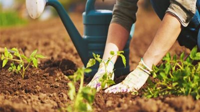 عميد زراعة عين شمس: المهندس والاستشاري الزراعي حلقة الوصل بين الجانب الأكاديمي والمزارعين