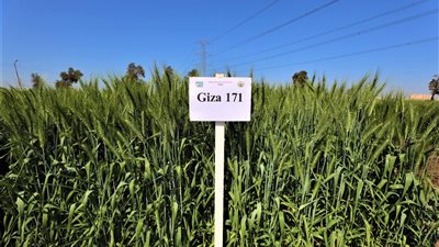 وزير الزراعة ومحافظ كفر الشيخ يتفقدا المزرعة البحثية وبحوث القمح بـ “سخا” 