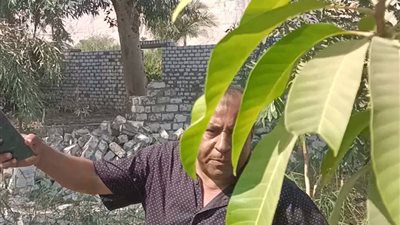 طعن رئيس الوحدة المحلية لمركز دشــنا في قنا 