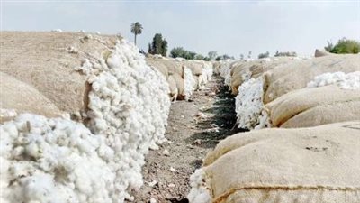 يا قطن مين يشتريك؟