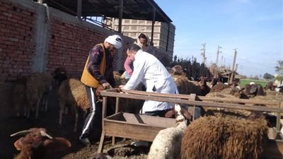  تحصين أكثر من 342 ألف رأس ماشية وأغنام بالدقهلية