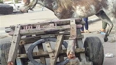 إصابة عاملين إثر تصادم سيارة بعربة كارو في طهطا