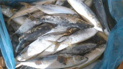 ضبط 136 كيلو أسماك ورنجة غير صالحة للاستهلاك بالفيوم 