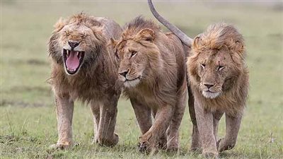 3 أسود تفترس حارس حديقة في الجزائر