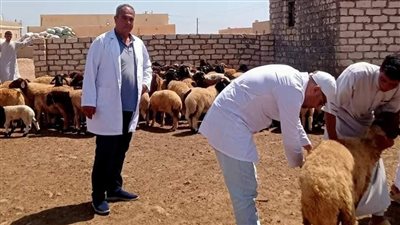 محافظة مطروح جاهزة لانطلاق الحملة القومية لتحصين الماشية والأغنام