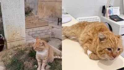 قط يودع الحياة بعد 7 سنوات بجانب قبر صاحبه 