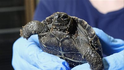 حدث نادر.. سلحفاة “مئوية” تنجب للمرة الأولى في فيلادلفيا