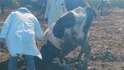 تحصين 12 ألف رأس ماشية ضد الحمى القلاعية بالدقهلية