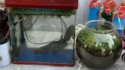 تعليم الفيوم الأول على مستوى الجمهورية في مسابقة المشروعات للتربية الزراعية