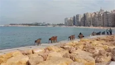 طقس الأسكندرية: سطوع الشمس ومهدد بضرب الرياح والأتربة خلال ساعات 
