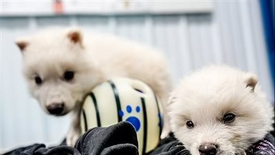 نجاح أول عملية لإعادة الذئب الأبيض المنقرض إلى الحياة