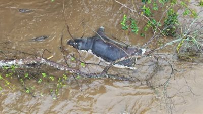 مرض خطير يفتك بأكثر من 50 فرس نهر وحيوانات كبيرة بالكونغو (صور)