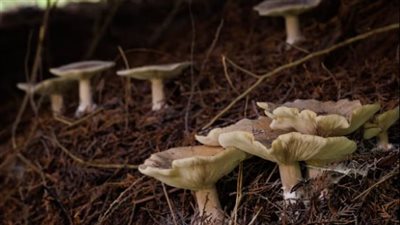 فطر غريب.. اكتشاف المادة الأكثر مرارة في الطبيعة